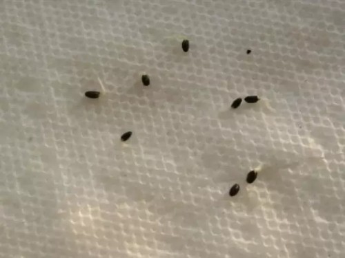 猕猴桃籽盆栽种植步骤5