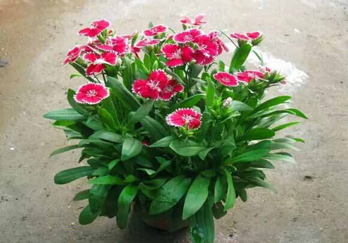 盆栽石竹花图片