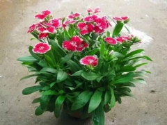 石竹花有花种吗？石竹花的播种育苗
