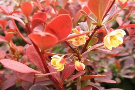 紫叶小檗播种技术