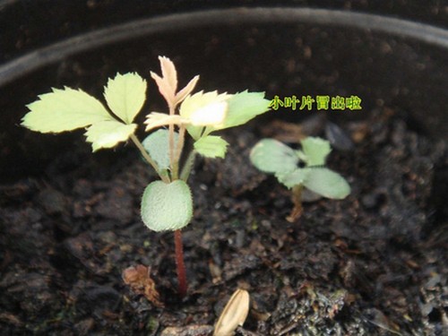 玫瑰花种子播种方法