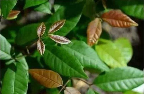 龙眼盆栽种植方法6