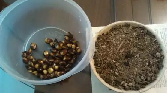 枇杷种子摇身变成盆栽的过程1
