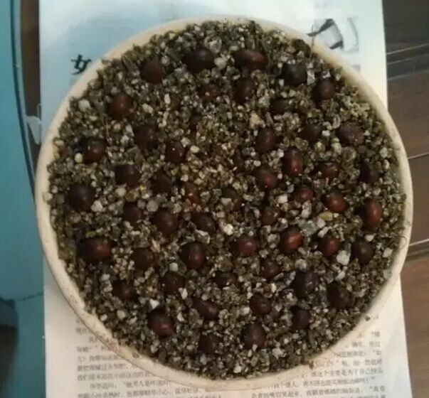枇杷种子摇身变成盆栽的过程3