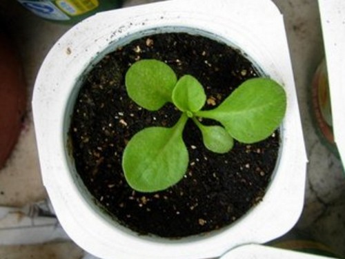 盆栽雏菊播种育苗方法