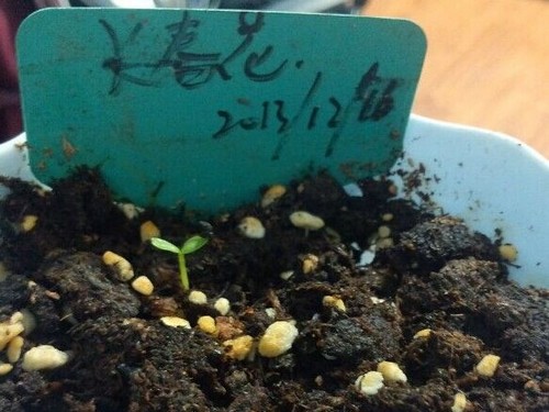 盆栽长春花播种繁殖技术