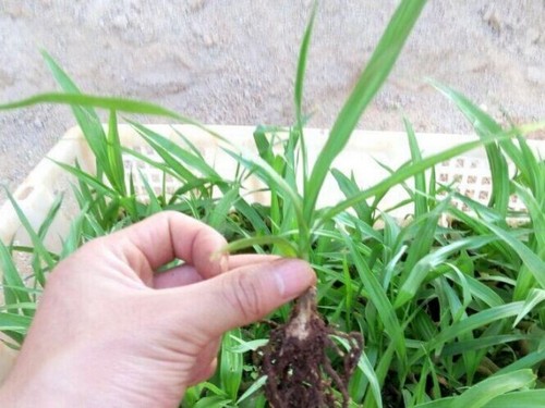 白芨无菌播种育苗技术