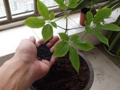 盆栽花卉播种方法