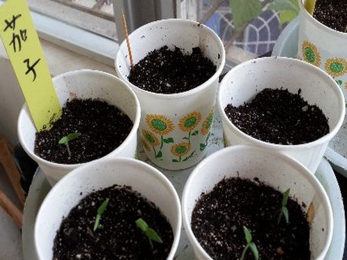 茄子播种技术