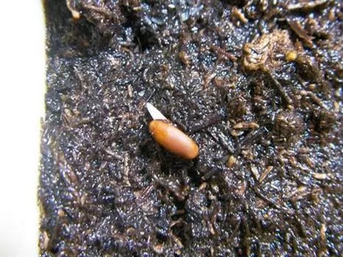 盆栽天竺葵播种方法及注意事项5