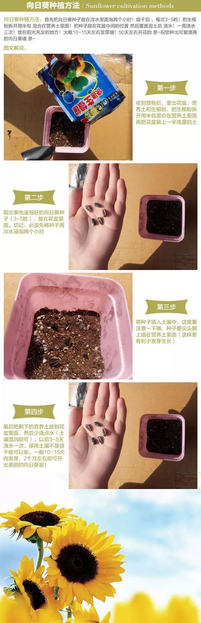 向日葵播种时间和方法2
