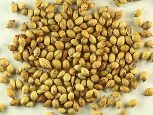 盆栽香菜播种方法