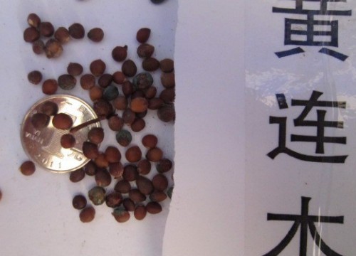 盆栽黄连木播种方法2