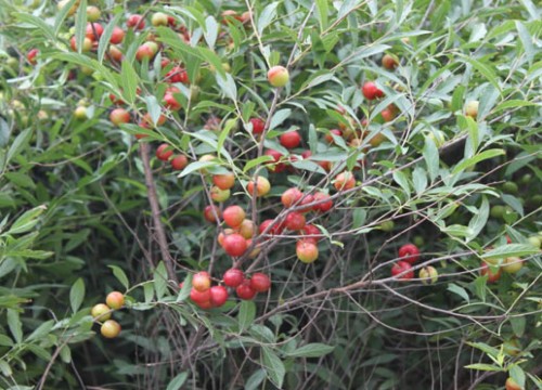 盆栽黄连木播种方法1
