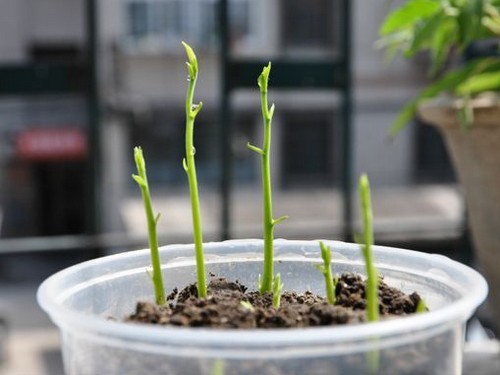影响盆栽种子发芽的8个要素