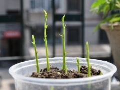 影响盆栽种子发芽的8个要素
