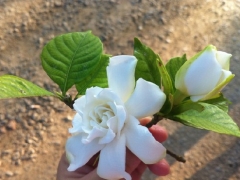 栀子花的播种与培育