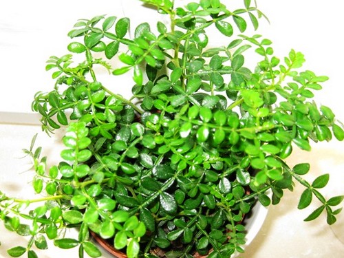 清香木播种方法2
