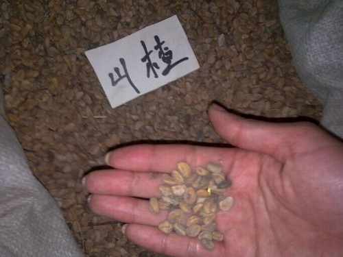 山楂播种繁殖方法