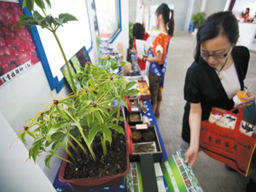 滇重楼种子怎样催芽