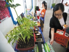 滇重楼种子怎样催芽