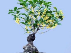 盆栽桂花播种繁殖技术