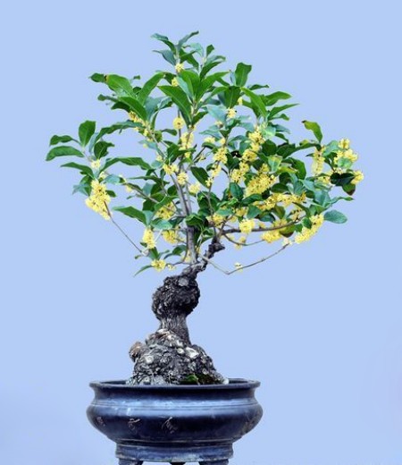 盆栽桂花播种繁殖技术1