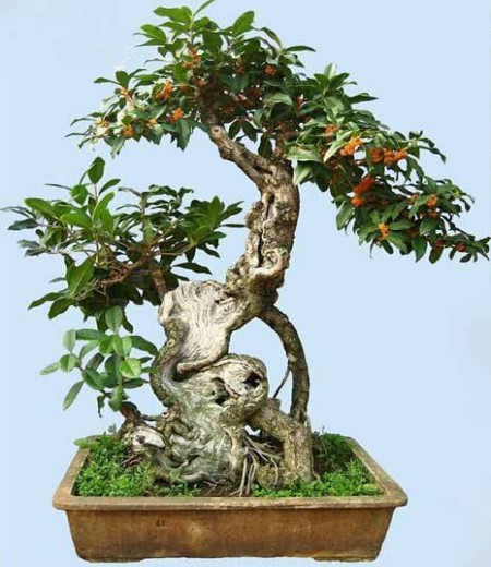 盆栽桂花播种繁殖技术2