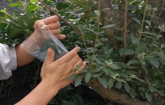 映山红怎么嫁接杜鹃4
