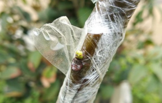 无花果嫁接图片