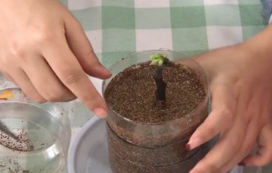 无花果最简单的插枝方法