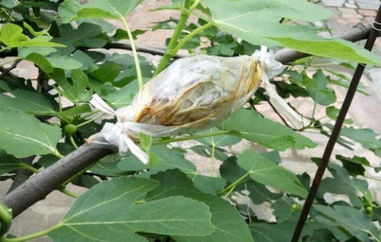 无花果压枝多久生根