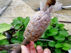 无花果嫩枝可以高压吗