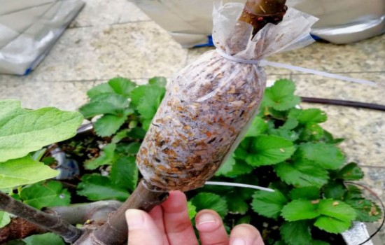 无花果嫩枝可以高压吗