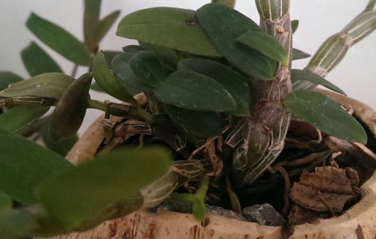 石斛刚冒芽可以移栽吗