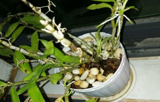 石斛高芽什么季节移栽
