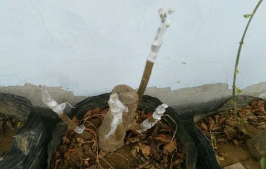 老鸦柿枝条多粗可以嫁接