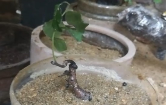 金弹子阴芽怎么发根