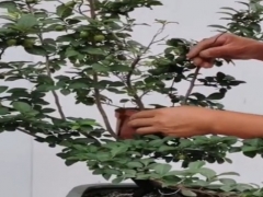 老鸦柿怎样高压繁殖