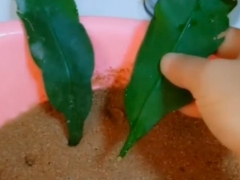 昙花怎么扦插枝条