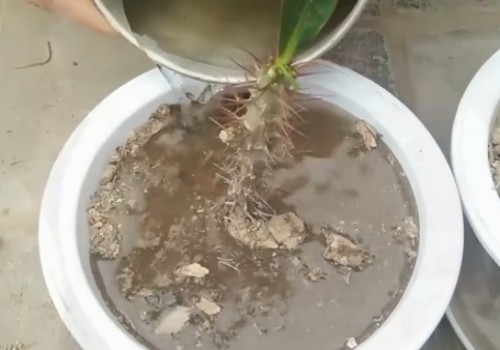 怎么扦插虎刺梅不烂根且生根快2