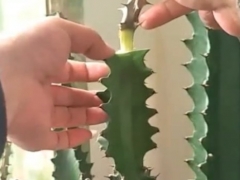 龙骨嫁接虎刺梅的技巧