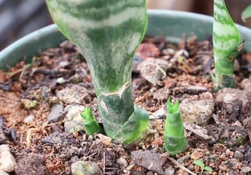 虎皮兰小芽能分株吗
