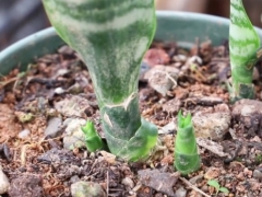 虎皮兰小芽能分株吗