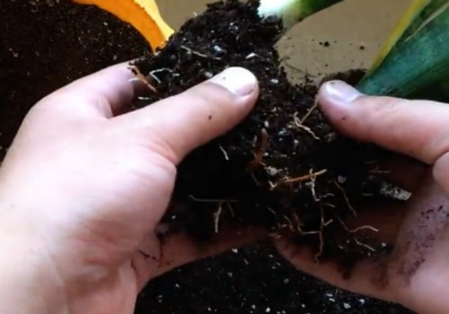 虎皮兰分株晾根多久
