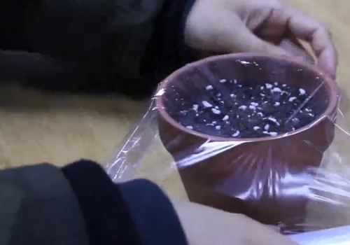 火龙果种子种下多久能发芽3