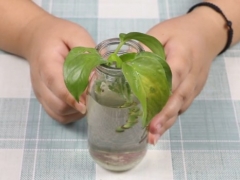 绿萝水培快速生根方法
