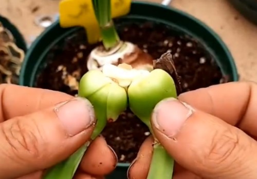 朱顶红如何分球种植2