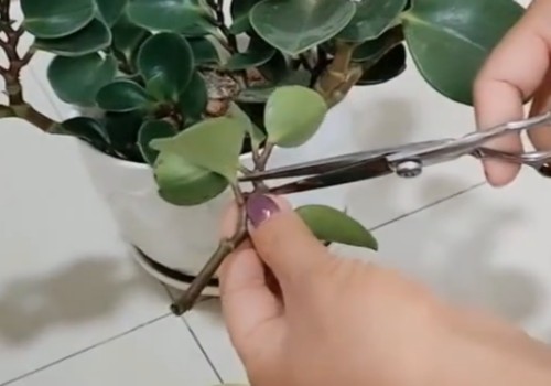 豆瓣绿怎么扦插2