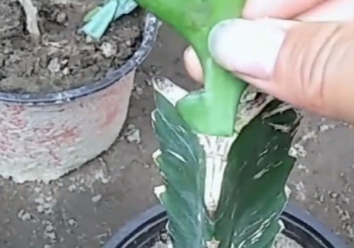 鱼骨令箭能嫁接吗